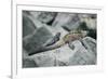 Marine Iguanas-DLILLC-Framed Photographic Print