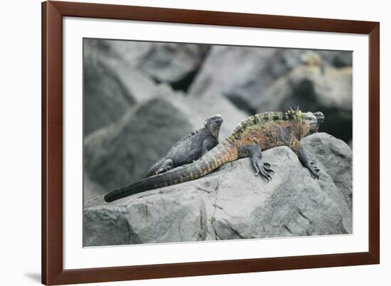 Marine Iguanas-DLILLC-Framed Photographic Print