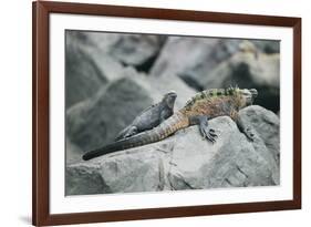 Marine Iguanas-DLILLC-Framed Photographic Print