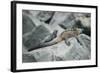 Marine Iguanas-DLILLC-Framed Photographic Print