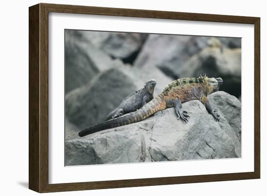 Marine Iguanas-DLILLC-Framed Photographic Print