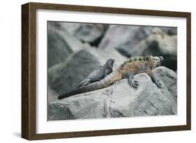 Marine Iguanas-DLILLC-Framed Photographic Print