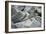 Marine Iguanas-DLILLC-Framed Photographic Print