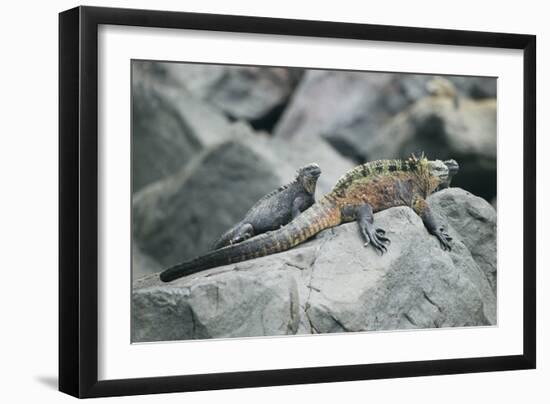 Marine Iguanas-DLILLC-Framed Photographic Print