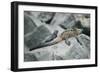 Marine Iguanas-DLILLC-Framed Photographic Print