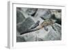 Marine Iguanas-DLILLC-Framed Photographic Print