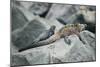 Marine Iguanas-DLILLC-Mounted Photographic Print