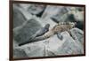 Marine Iguanas-DLILLC-Framed Photographic Print