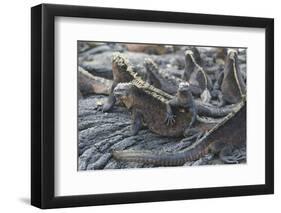 Marine Iguanas-DLILLC-Framed Photographic Print