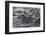 Marine Iguanas-DLILLC-Framed Photographic Print