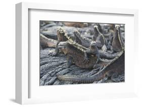 Marine Iguanas-DLILLC-Framed Photographic Print