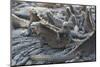 Marine Iguanas-DLILLC-Mounted Photographic Print