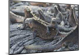 Marine Iguanas-DLILLC-Mounted Photographic Print