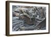 Marine Iguanas-DLILLC-Framed Photographic Print