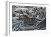 Marine Iguanas-DLILLC-Framed Photographic Print