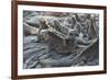 Marine Iguanas-DLILLC-Framed Photographic Print