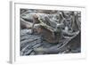 Marine Iguanas-DLILLC-Framed Photographic Print