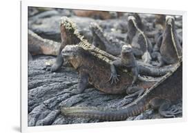 Marine Iguanas-DLILLC-Framed Photographic Print