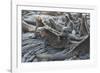 Marine Iguanas-DLILLC-Framed Photographic Print