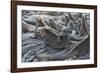 Marine Iguanas-DLILLC-Framed Photographic Print