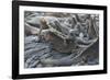 Marine Iguanas-DLILLC-Framed Photographic Print