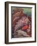 Marine Invertebrates, Sea Slugs-Science Source-Framed Giclee Print