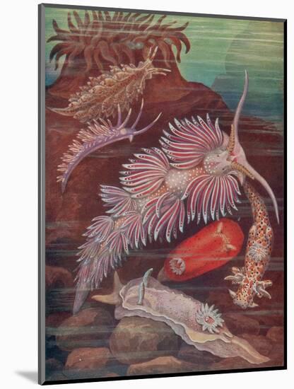 Marine Invertebrates, Sea Slugs-Science Source-Mounted Giclee Print