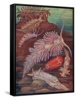 Marine Invertebrates, Sea Slugs-Science Source-Framed Stretched Canvas