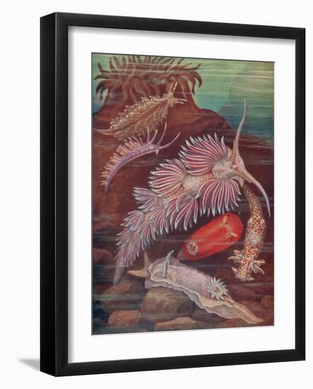 Marine Invertebrates, Sea Slugs-Science Source-Framed Giclee Print