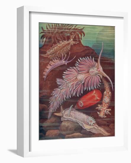 Marine Invertebrates, Sea Slugs-Science Source-Framed Giclee Print