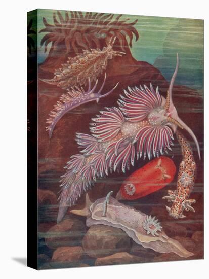 Marine Invertebrates, Sea Slugs-Science Source-Stretched Canvas