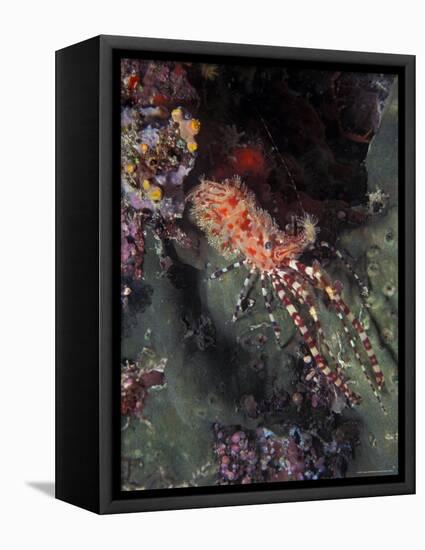 Marine Life, Underwater-James Gritz-Framed Stretched Canvas