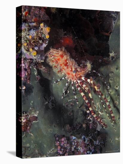 Marine Life, Underwater-James Gritz-Stretched Canvas