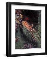 Marine Life, Underwater-James Gritz-Framed Premium Photographic Print