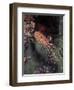 Marine Life, Underwater-James Gritz-Framed Photographic Print