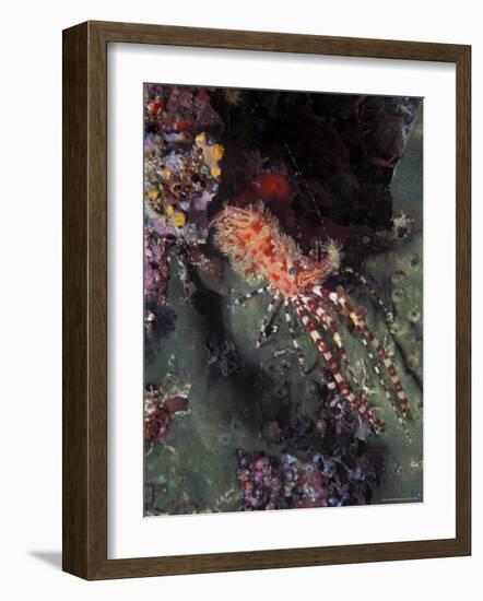 Marine Life, Underwater-James Gritz-Framed Photographic Print