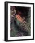 Marine Life, Underwater-James Gritz-Framed Photographic Print