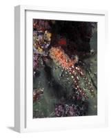 Marine Life, Underwater-James Gritz-Framed Photographic Print