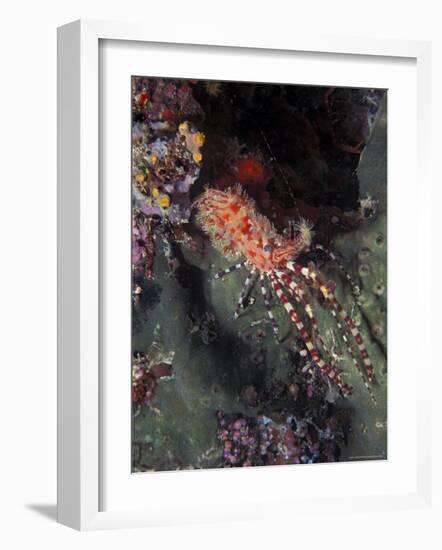 Marine Life, Underwater-James Gritz-Framed Photographic Print