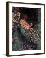 Marine Life, Underwater-James Gritz-Framed Photographic Print