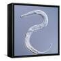 Marine Nematode Worm, Light Micrograph-Gerd Guenther-Framed Stretched Canvas