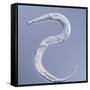 Marine Nematode Worm, Light Micrograph-Gerd Guenther-Framed Stretched Canvas