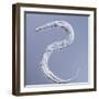 Marine Nematode Worm, Light Micrograph-Gerd Guenther-Framed Premium Photographic Print