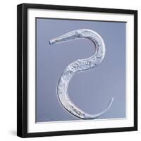 Marine Nematode Worm, Light Micrograph-Gerd Guenther-Framed Premium Photographic Print