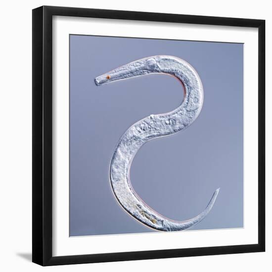 Marine Nematode Worm, Light Micrograph-Gerd Guenther-Framed Premium Photographic Print