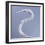 Marine Nematode Worm, Light Micrograph-Gerd Guenther-Framed Premium Photographic Print