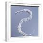 Marine Nematode Worm, Light Micrograph-Gerd Guenther-Framed Premium Photographic Print