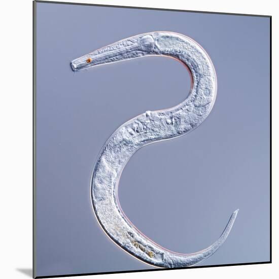 Marine Nematode Worm, Light Micrograph-Gerd Guenther-Mounted Premium Photographic Print