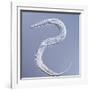Marine Nematode Worm, Light Micrograph-Gerd Guenther-Framed Photographic Print
