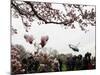 Marine One, with President Obama Aboard, Lifts Off from the South Lawn of the White House-null-Mounted Photographic Print